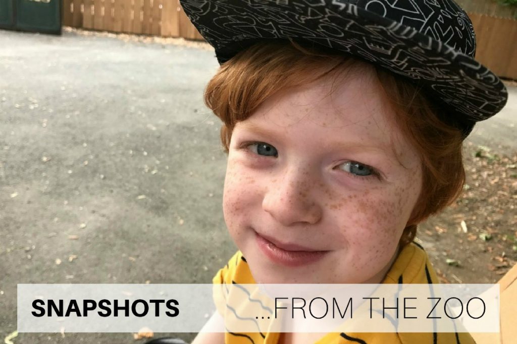 Snapshots from the zoo