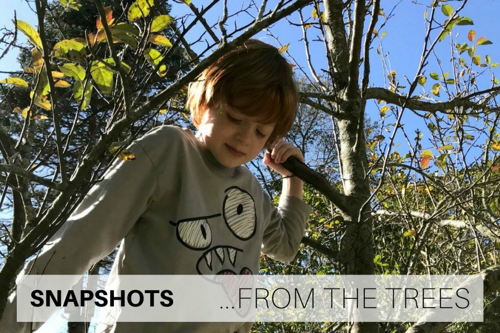 Snapshots from the trees