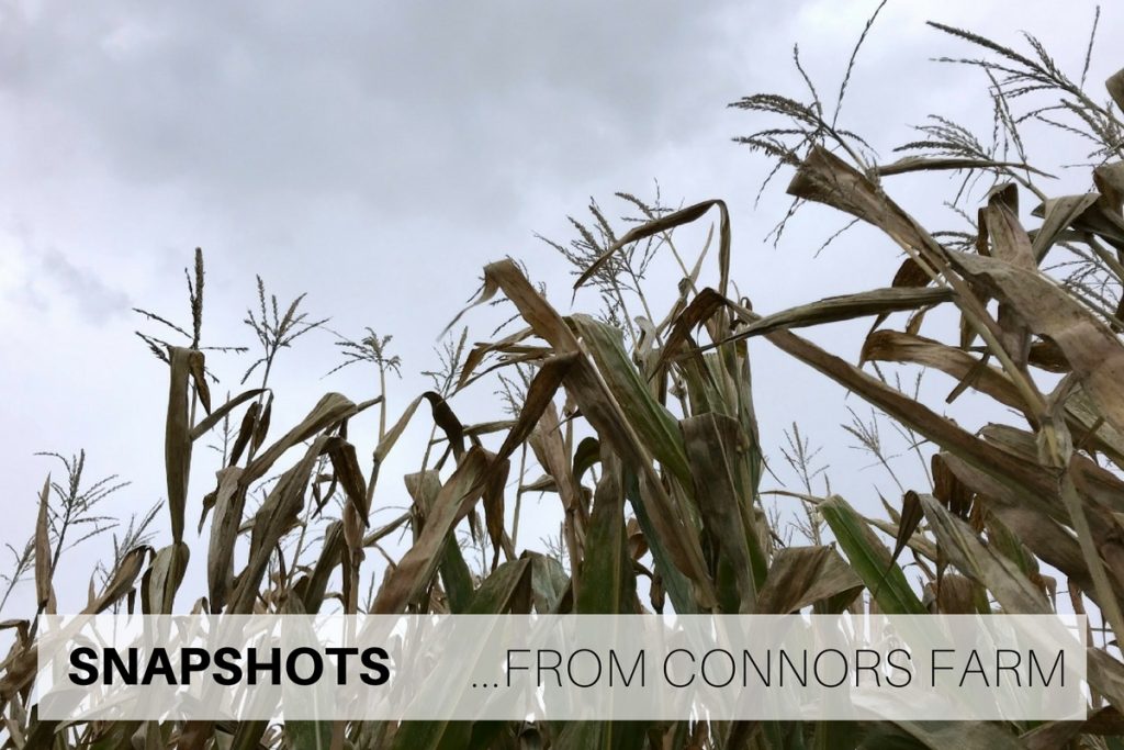 Snapshots from Connors Farm